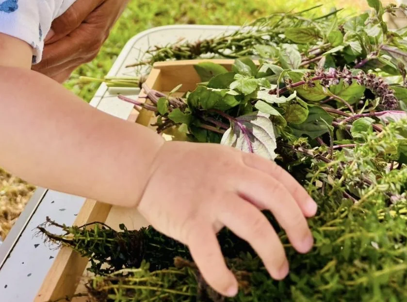 Atelier au jardin : la main d’un tout-petit touche un bac d’herbes aromatiques fraîchement cueillies